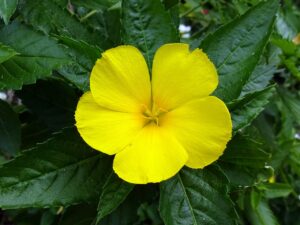 Una flor de damiana amarilla