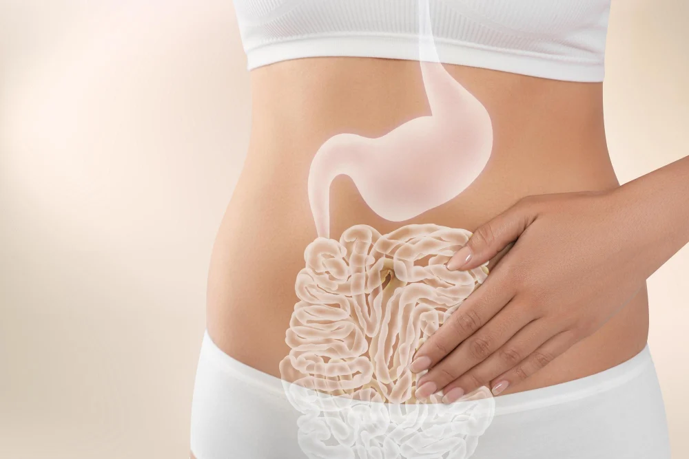 Ilustración del sistema digestivo sobre el abdomen mostrando la zona intestinal relacionada con la flora intestinal