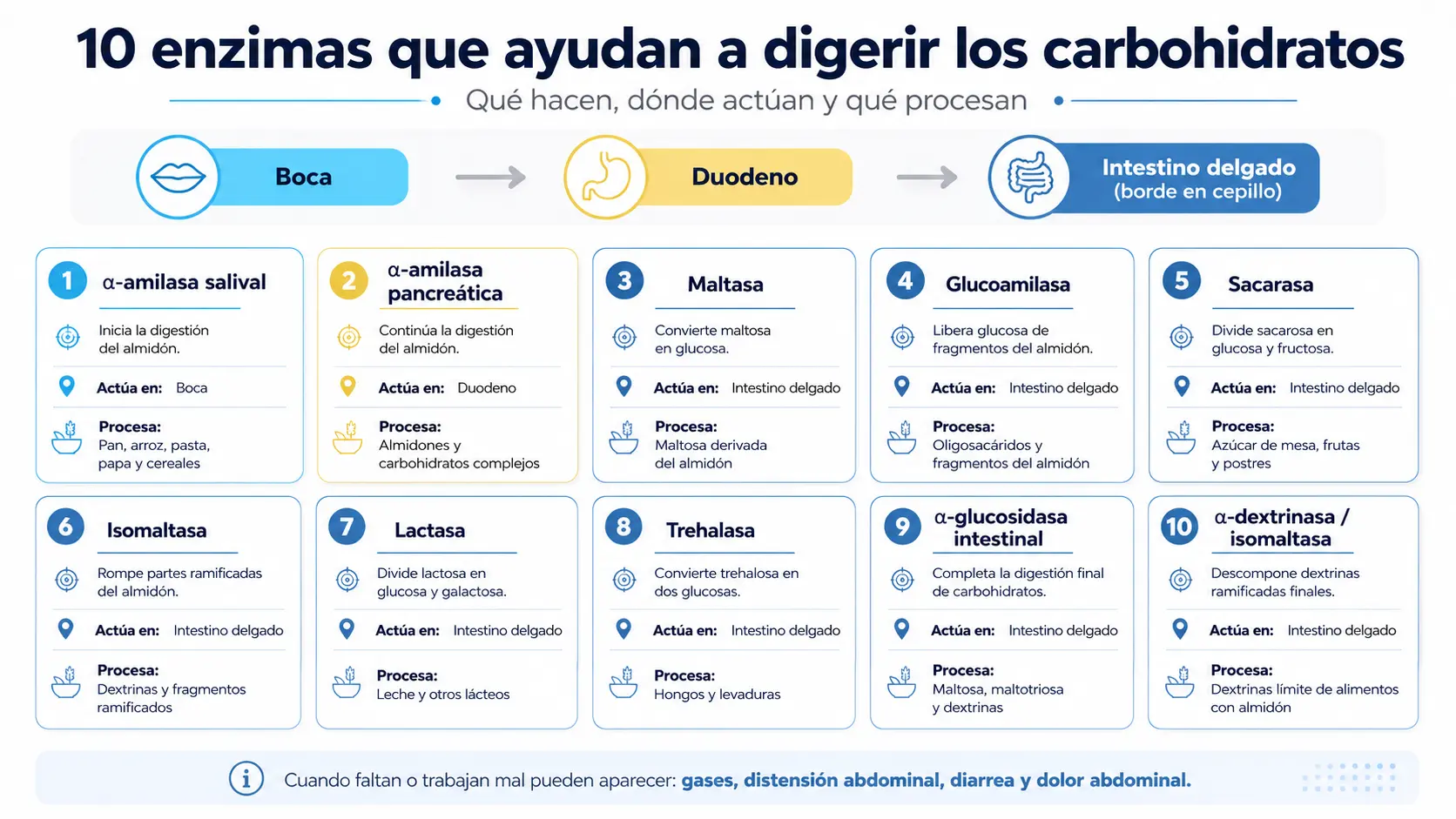 10 enzimas que ayudan a digerir los carbohidratos
